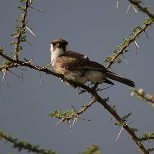 Lanner Falcon