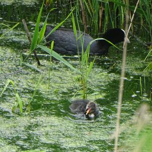 Common Coot