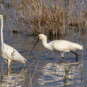 Eurasian Spoonbill