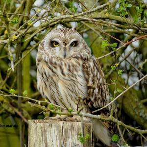 Short-eared Owl