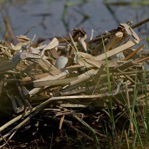 Common Coot