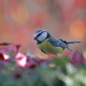 Blue Tit