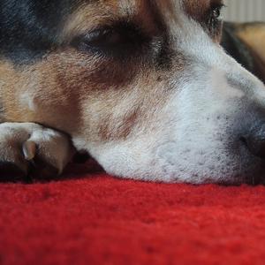 Unknown Breed
