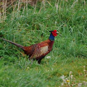 Common Pheasant