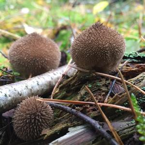 Spiny Puffball