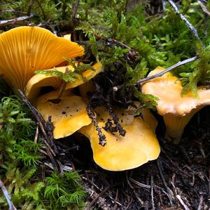 Chanterelle, Common