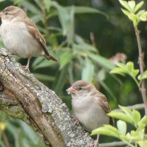 House Sparrow