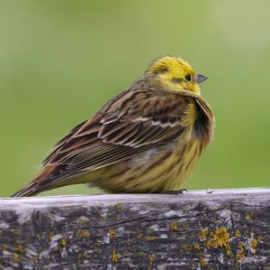 Yellowhammer