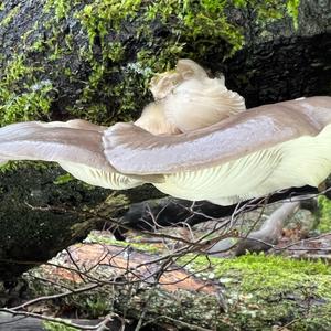 Oyster Mushroom