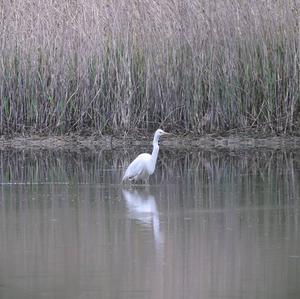 Great Egret