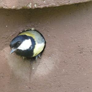 Great Tit