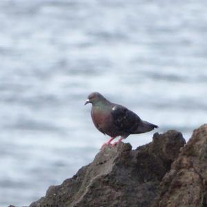 Rock Pigeon