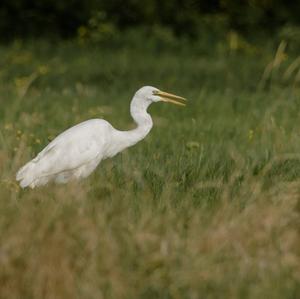 Great Egret