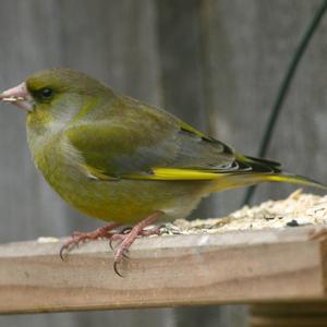 European Greenfinch