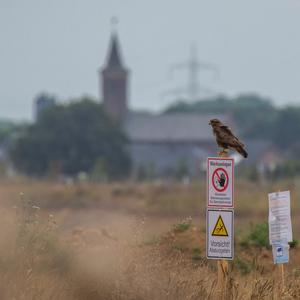 Common Buzzard