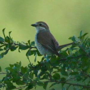 Red-backed Shrike