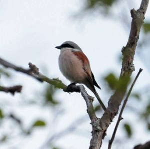 Red-backed Shrike