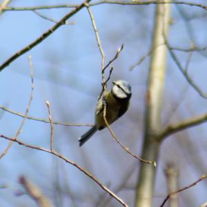 Blue Tit