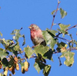 Common Redpoll