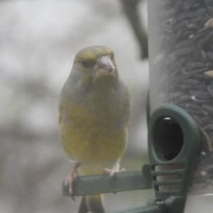 European Greenfinch