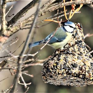 Blue Tit