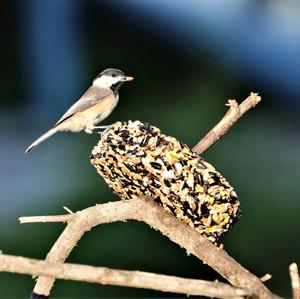 Carolina Chickadee