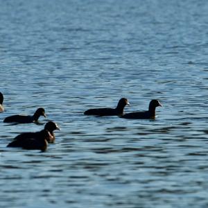 Common Coot