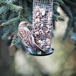 House Sparrow