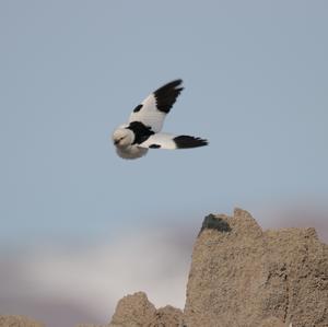 Snow Bunting