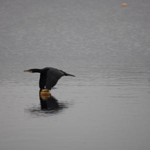 European Shag