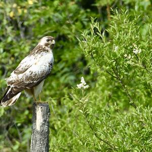 Mäusebussard