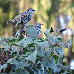 Common Starling