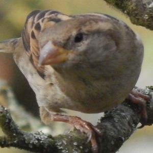 House Sparrow