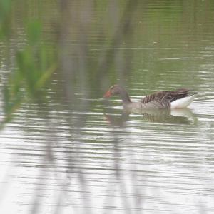 Greylag Goose