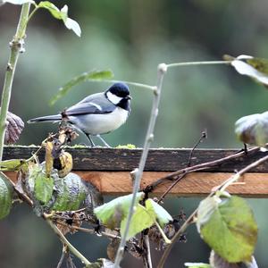 Great Tit