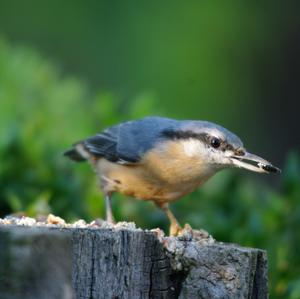 Wood Nuthatch