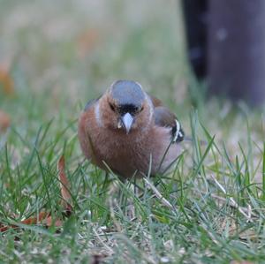 Eurasian Chaffinch