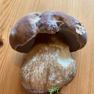 Summer Bolete