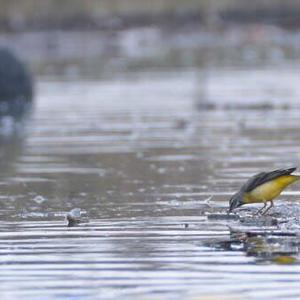 Grey Wagtail