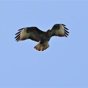 Common Buzzard