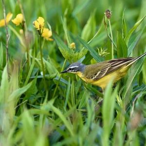 Yellow Wagtail