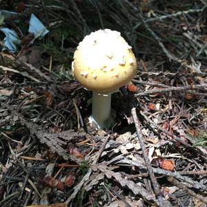 Citron Amanita