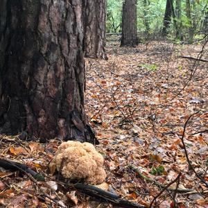 Eastern Cauliflower Mushroom