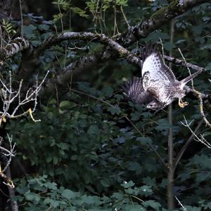 Common Buzzard