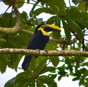 Black-mandibled Toucan