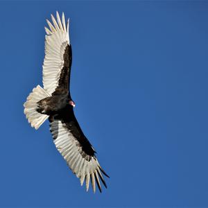 Turkey Vulture