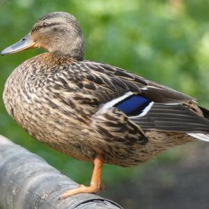 Mallard