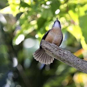 Carolina Wren