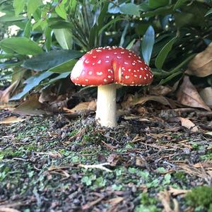 Fly Agaric