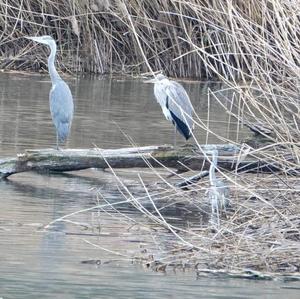 Grey Heron